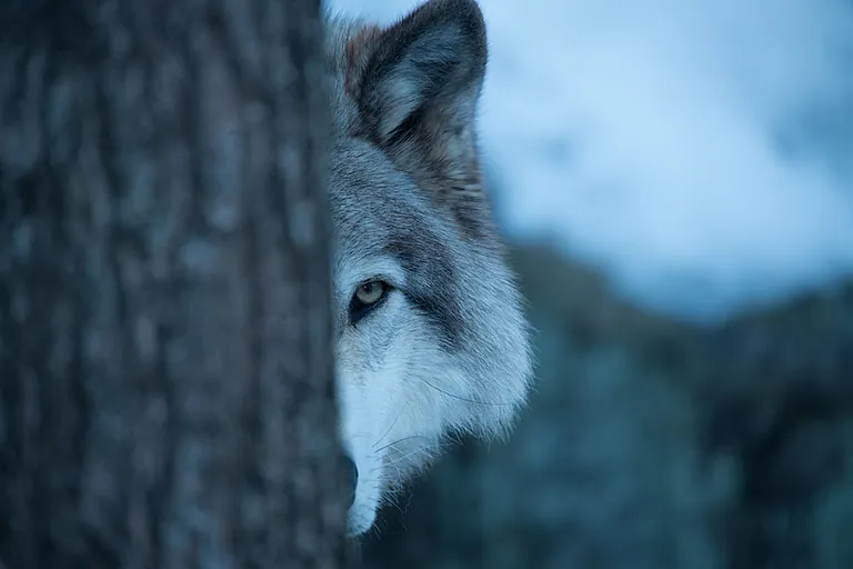 Wolf als Krafttier